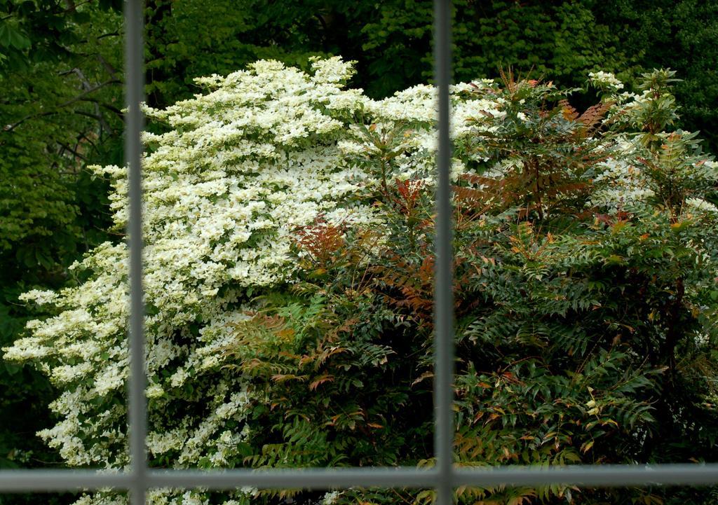 The Grove Lodge Guesthouse Killorglin Eksteriør billede
